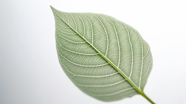 A green leaf with the veins visible