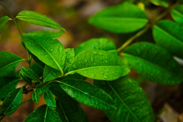 Green leaf with water drop background