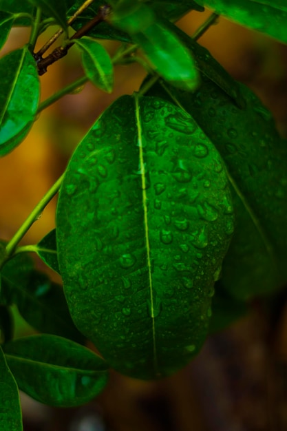 Green leaf with water drop background