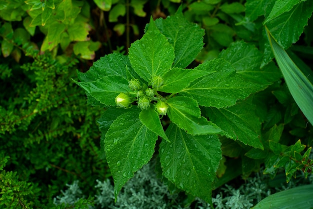 Green leaf with water drop on black background