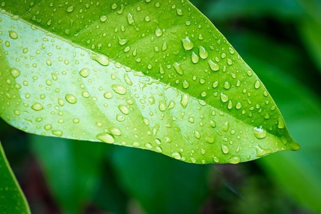 Foglia verde con goccia d'acqua