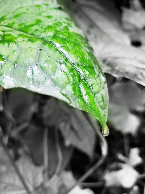 Green leaf with water drop