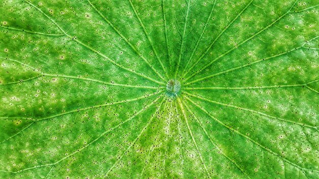 A green leaf with a water droplet on it