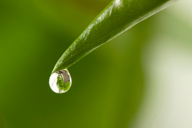 Green leaf with water droplet