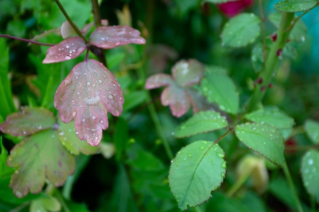 A green leaf with water droplets on it and the leaves are green.