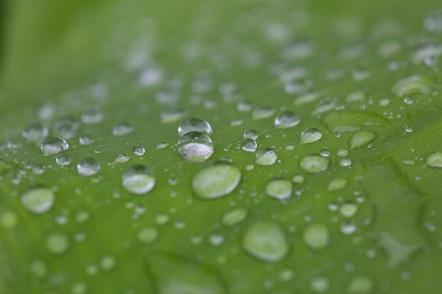 A green leaf with water droplets on it