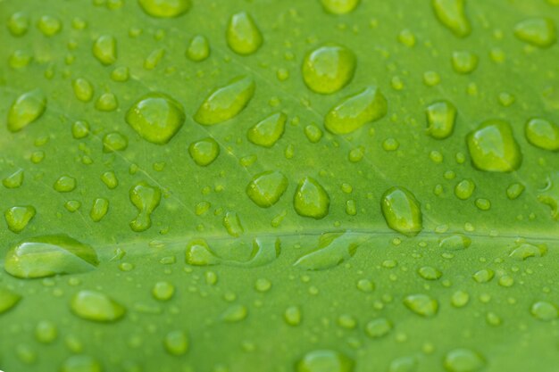 Una foglia verde con gocce d'acqua su di essa