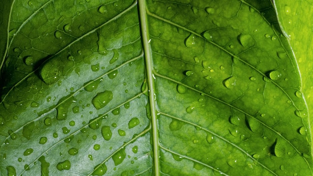 A green leaf with water droplets on it