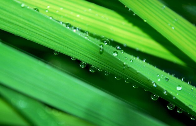 A green leaf with water droplets on it