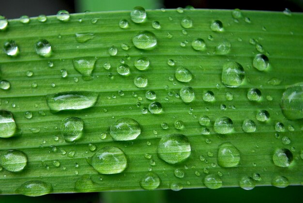 A green leaf with water droplets on it