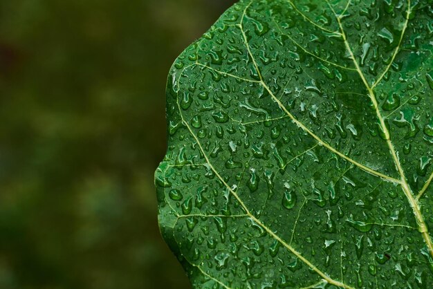 A green leaf with water droplets on it