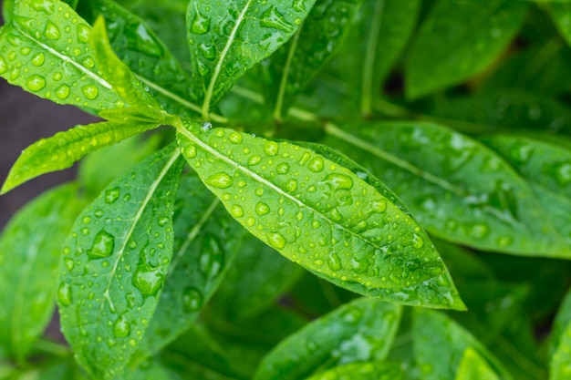 Green leaf with water drops after the rain for background