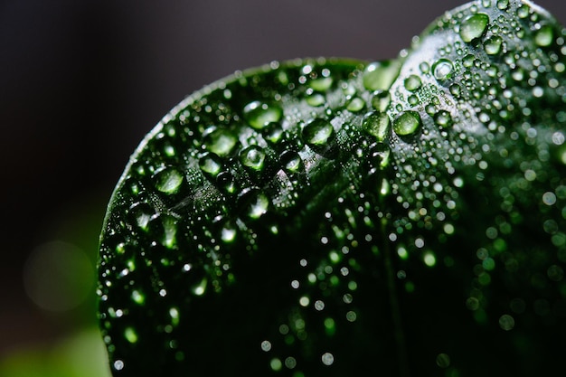 Foto foglia verde con gocce d'acqua come sfondo