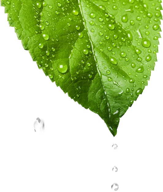白で隔離される水滴と緑の葉