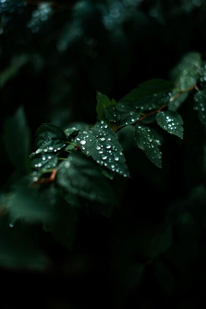 a green leaf with water drops on it and a dark background