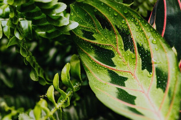 a green leaf with water drops on it