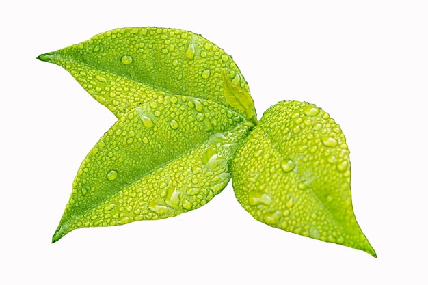 Зеленый лист с каплями воды на нем
