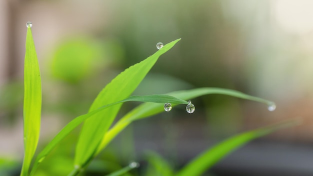 A green leaf with water drops on it