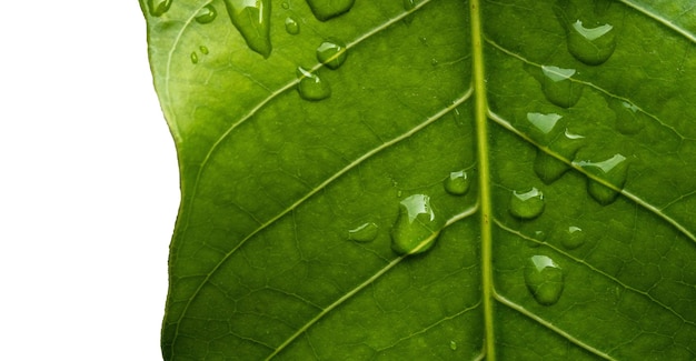 A green leaf with water drops on it