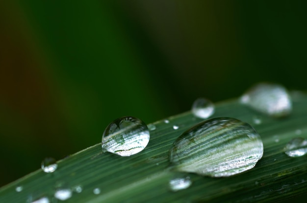 A green leaf with water drops on it