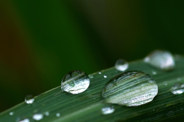 水滴がついた緑の葉