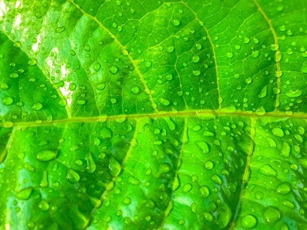 Green leaf with water drops nature background