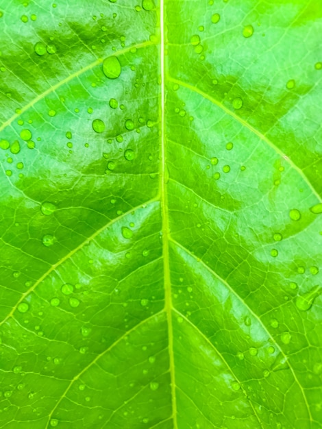 Green leaf with water drops nature background