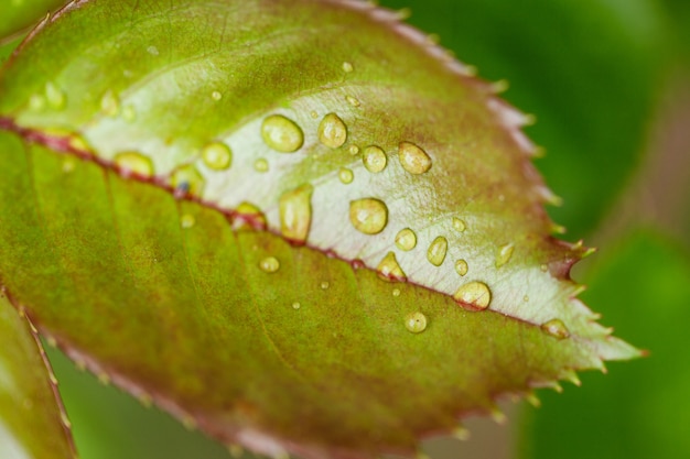 Green leaf with water drops soft focus