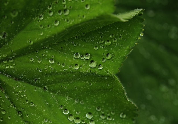 Green leaf with water drops