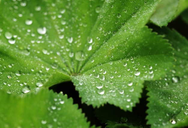 Green leaf with water drops