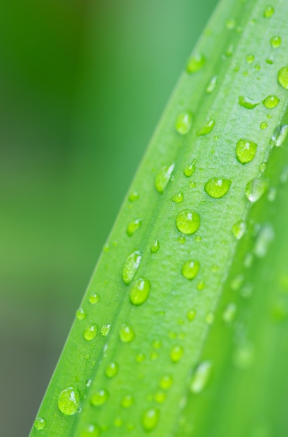 Green leaf with water drops