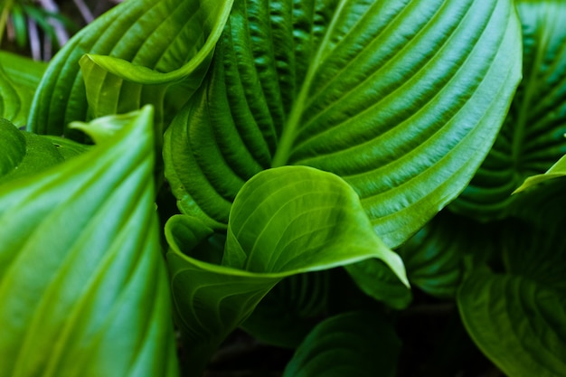 Green leaf with water drops for 