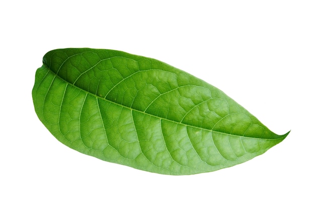 A green leaf with a white background