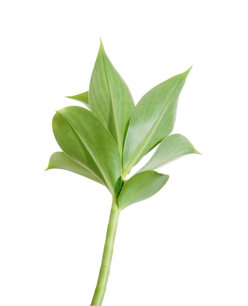 A green leaf with a white background