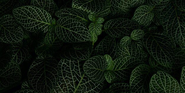 A green leaf with a white background