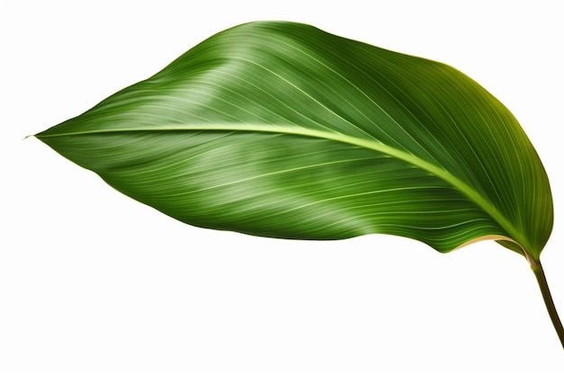 A green leaf with a white background