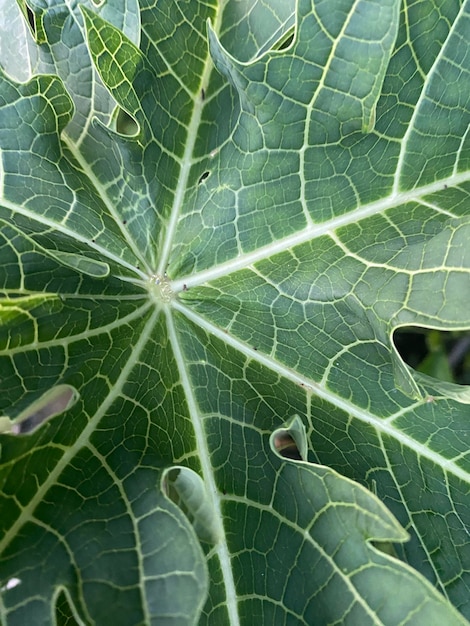 A green leaf with a white spot on it