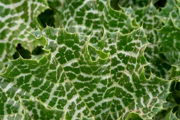 Foto viene mostrata una foglia verde con macchie bianche.