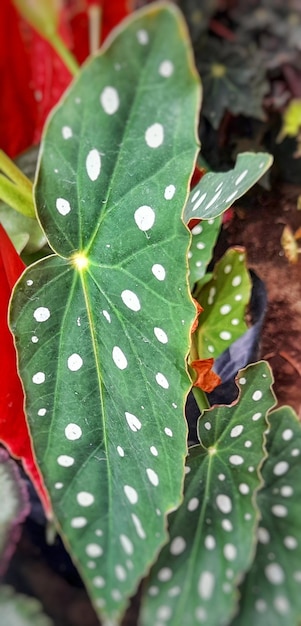 A green leaf with white spots on it