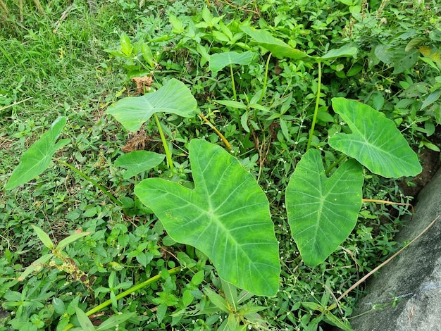 A green leaf with the word " b " on it