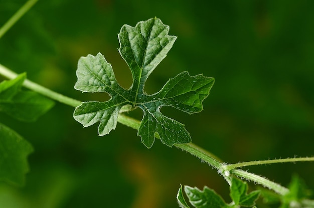 A green leaf with the word cucumber on it