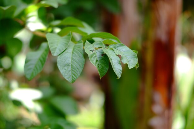 A green leaf with the word " on it " on it