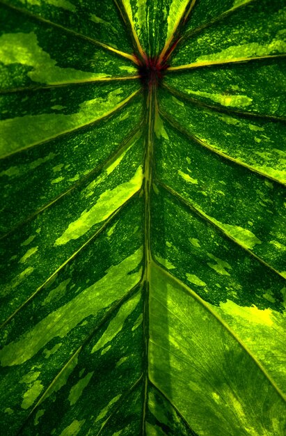 A green leaf with the word