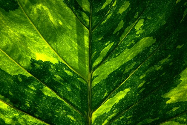 A green leaf with the word " on it "