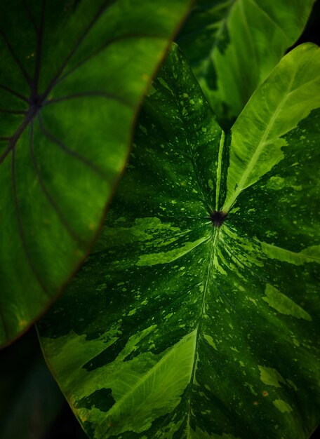 A green leaf with the word " on it "