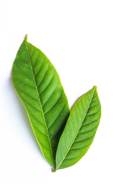 A green leaf with the word mango on it