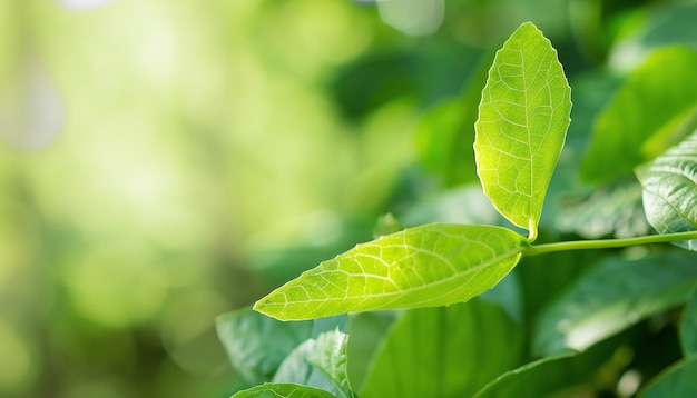 A green leaf with the word tea on it