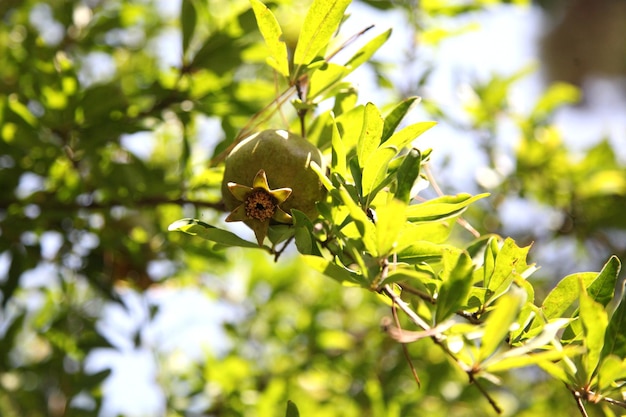 A green leaf with a yellow center that says " i love you "