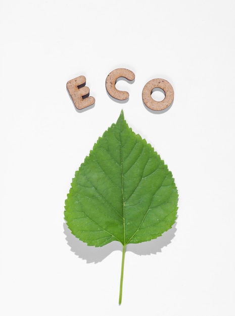 Зеленый лист и слово эко, изолированные на белом фоне