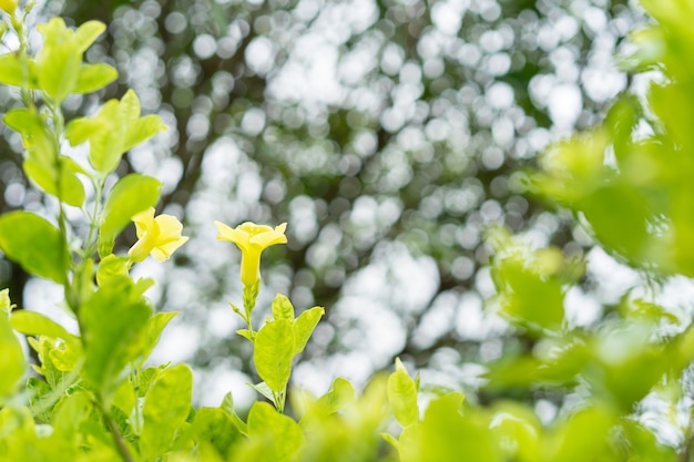 緑の葉と黄色の花は、庭のぼやけた緑の背景に